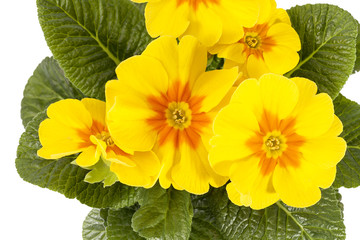 Spring flower of yellow  Primula vulgaris
