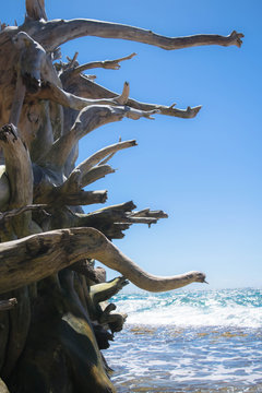 Wooden roots by the beach
