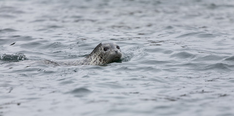 Fototapeta premium Phoca largha (Larga Seal, Spotted Seal) surface pictures