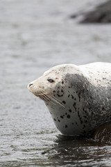 Phoca largha (Larga Seal, Spotted Seal) surface pictures