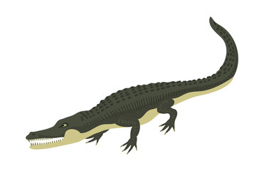 Cartoon green crocodile danger predator and australian wildlife river reptile carnivore alligator with scales teeth flat vector illustration.