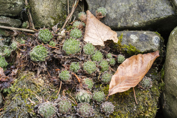 Rock plant growing between the stones with leaves.