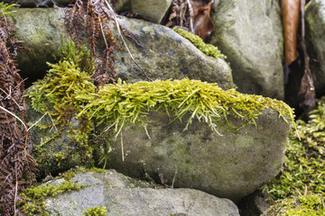 Green moss on the stone.