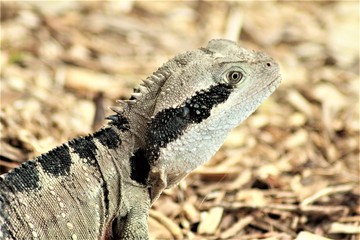 Water Dragon