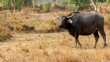 Naklejka na ściany i meble Thailand Buffalo. Buffalo in a field eating dry grass.