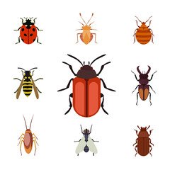 Insect icon flat isolated nature flying bugs beetle ant and wildlife spider grasshopper or mosquito cockroach animal biology graphic vector illustration.