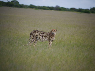 Cheetah mom looking back to her young ones in Nxai Pan National Park