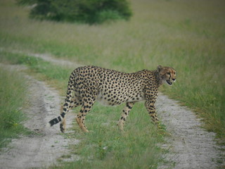 Cheetah mom crossing a road in Nxai Pan National Park