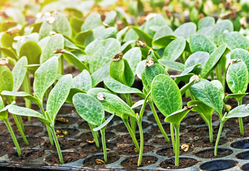 Pumpkin sprouts growing in the greenhouse