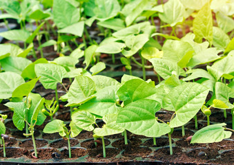 Red bean sprouts growing in the greenhouse