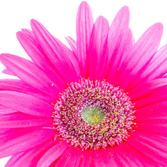 Gerbera flower on a white background