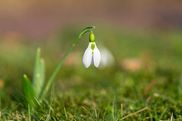 Schneeglöckchen auf einer Wiese