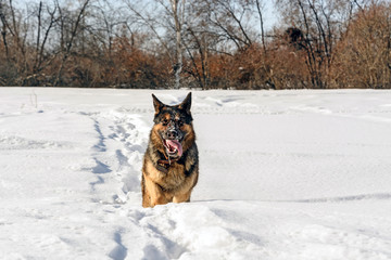 Dog runing on the snow.