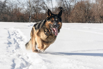 Dog runing on the snow