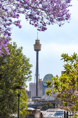 Sydney skyline framed by blooming Jacaranda trees
