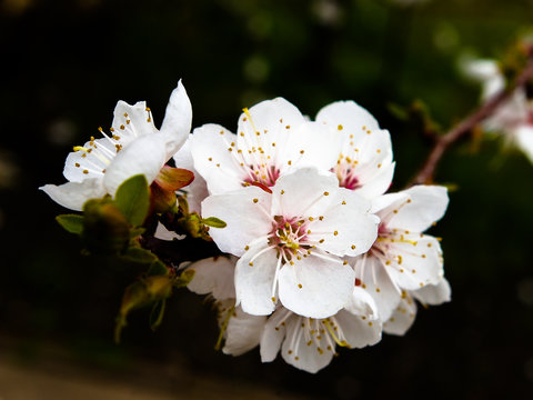 Apricot tree branch with white flowers on dark background.