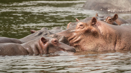Hippos in Nile River