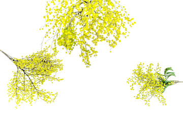 mimosa in glass vase on white background top view