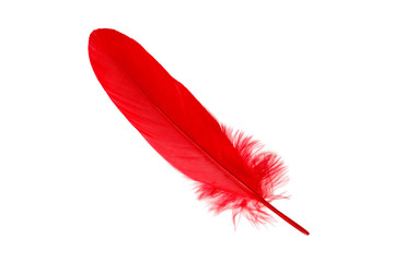 red feather on a white background