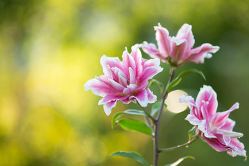 Obraz premium Lily. Bright summer flowers in the lush garden. Spring card for Mother's Day, March 8, International Women's Day.