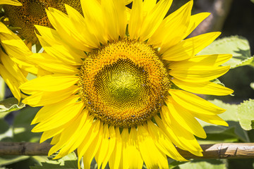 Fototapeta premium Beautiful Sunflower in sunlight and in the garden.