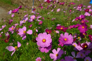 Naklejka premium 三光のコスモス