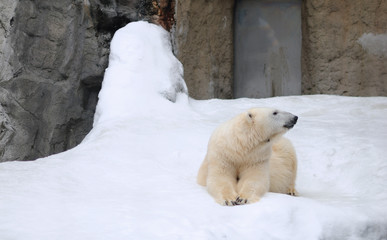 Polar bear in japan