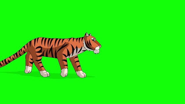Tiger Walks. Animated Motion Graphic Isolated on Green Screen