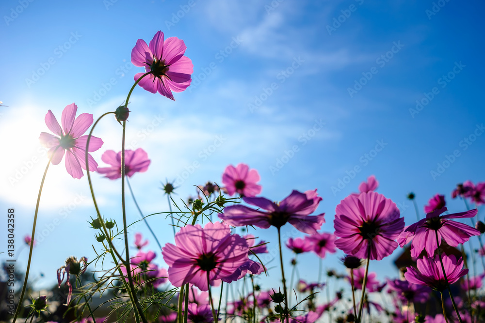 Wall mural pink cosmos flower blooming with sunrise and blue sky background.close up