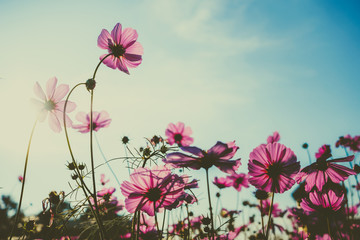 Pink cosmos flower blooming with sunrise and blue sky background.Close up