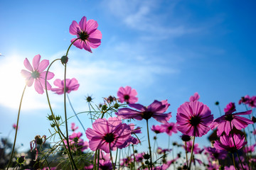 Pink cosmos flower blooming with sunrise and blue sky background.Close up
