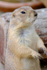 Ground Squirrel (Spermophilus citellus) eats the grass, looking around the neighborhood.