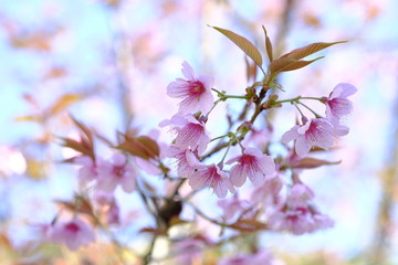 Wild Himalayan Cherry on blue sky background.Close up