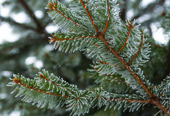 Fir tree branches
