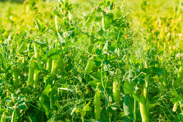 Field of green peas.