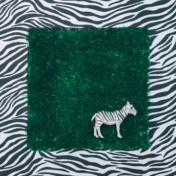 Fototapeta zebra on piece of lawn