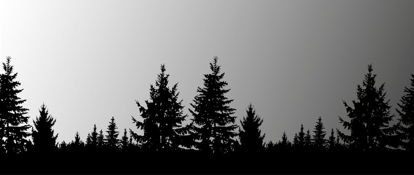 Silhouette of coniferous trees on the background of grey sky.