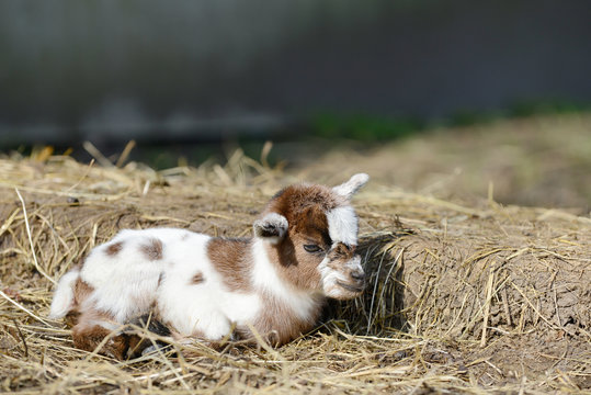 white goat kid lying on straw
