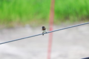 ricebird selective focus  perched on an electricity wire.