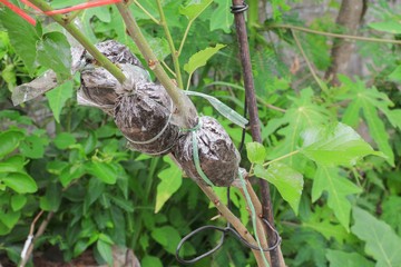 graft on tree branches The propagation in the garden