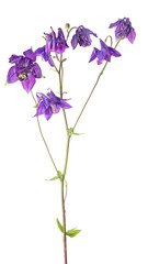 Naklejka na ściany i meble dark lilac garden flower with seven blooms