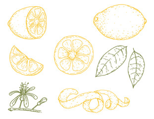 Set of vector hand drawn lemon. Whole lemon, sliced pieces, half, leaf and seed sketch. Tropical summer fruit engraved vintage style illustration. Design elements for branding package, textile.