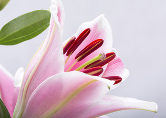 Close up of pink lily flower