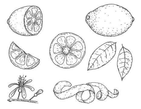 Set of vector hand drawn lemon. Whole lemon, sliced pieces, half, leaf and seed sketch. Tropical summer fruit engraved vintage style illustration. Design elements for branding package, textile. © cgterminal