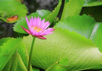 lotus flower  lilly purple on water beautiful, selective focus and soft background © pramot48