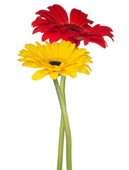 isolated red and yellow gerbera flowers