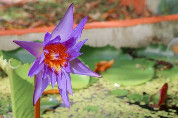 Lotus flower  lilly  on water beautiful, and soft background © pramot48
