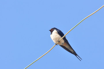 Swallow sitting on wires against the blue sky
