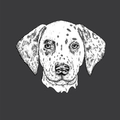 Beautiful dalmatian painted by hand. Vector illustration for a card or poster, print on clothes. Cute dog. Pedigreed Puppy.