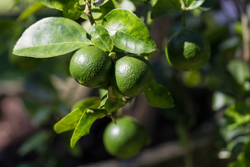 Lime gardening Lime fruits or lemon fruits on tree.